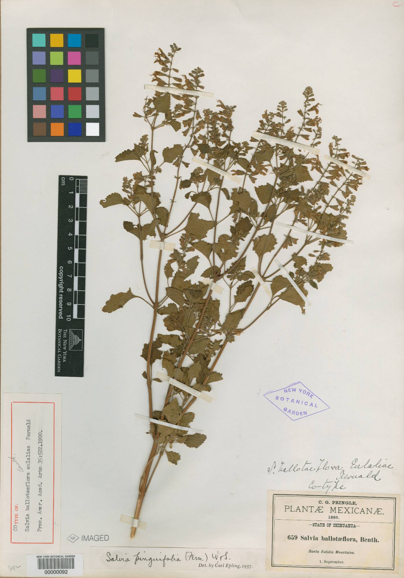 Salvia ballotiflora image