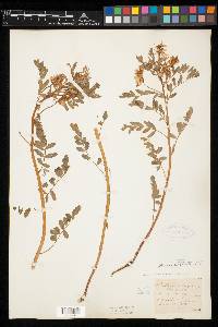 Astragalus neglectus image