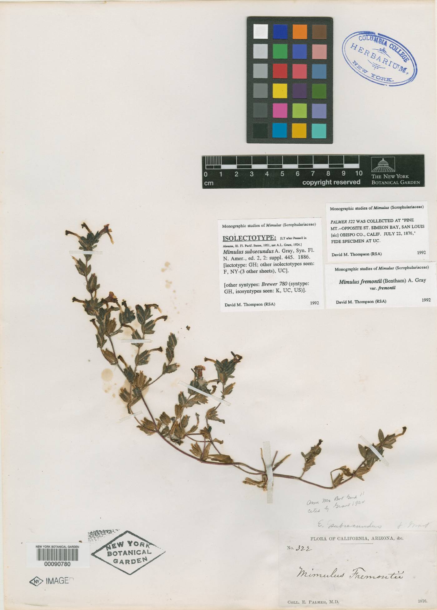 Diplacus constrictus image