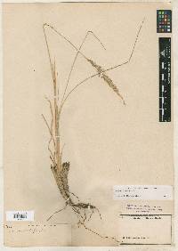 Muhlenbergia emersleyi image