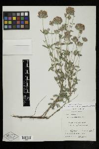 Monardella glauca image