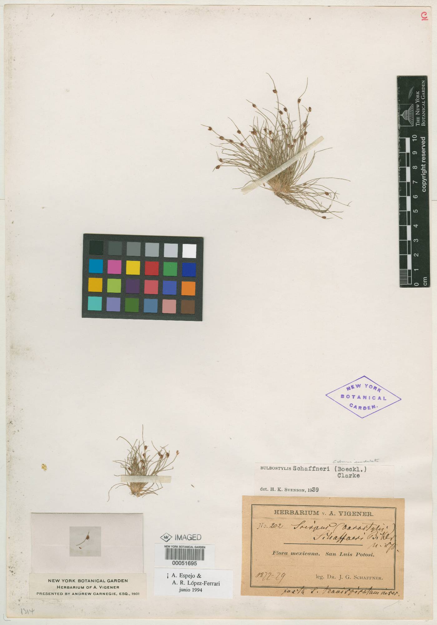 Scirpus schaffneri image