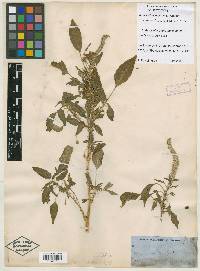 Amaranthus palmeri image