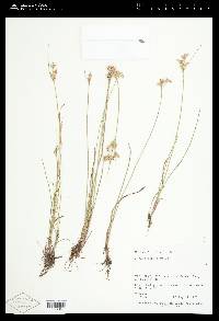 Juncus tenuis var. tenuis image