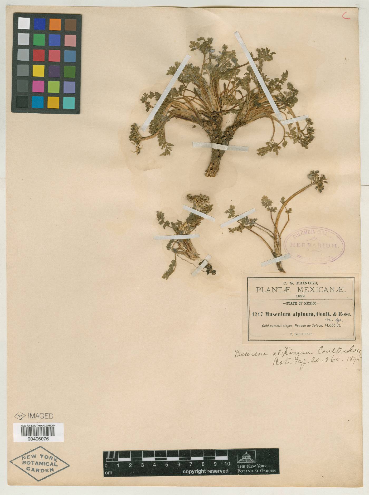 Tauschia alpina image