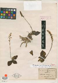 Galeoglossum thysanochilum image