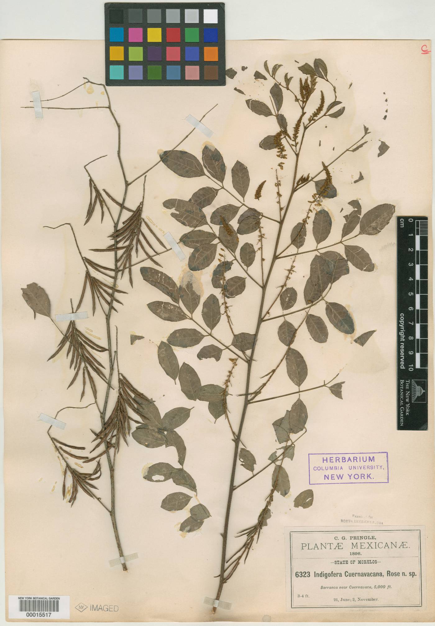 Indigofera cuernavacana image