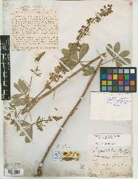 Lupinus spathulatus image