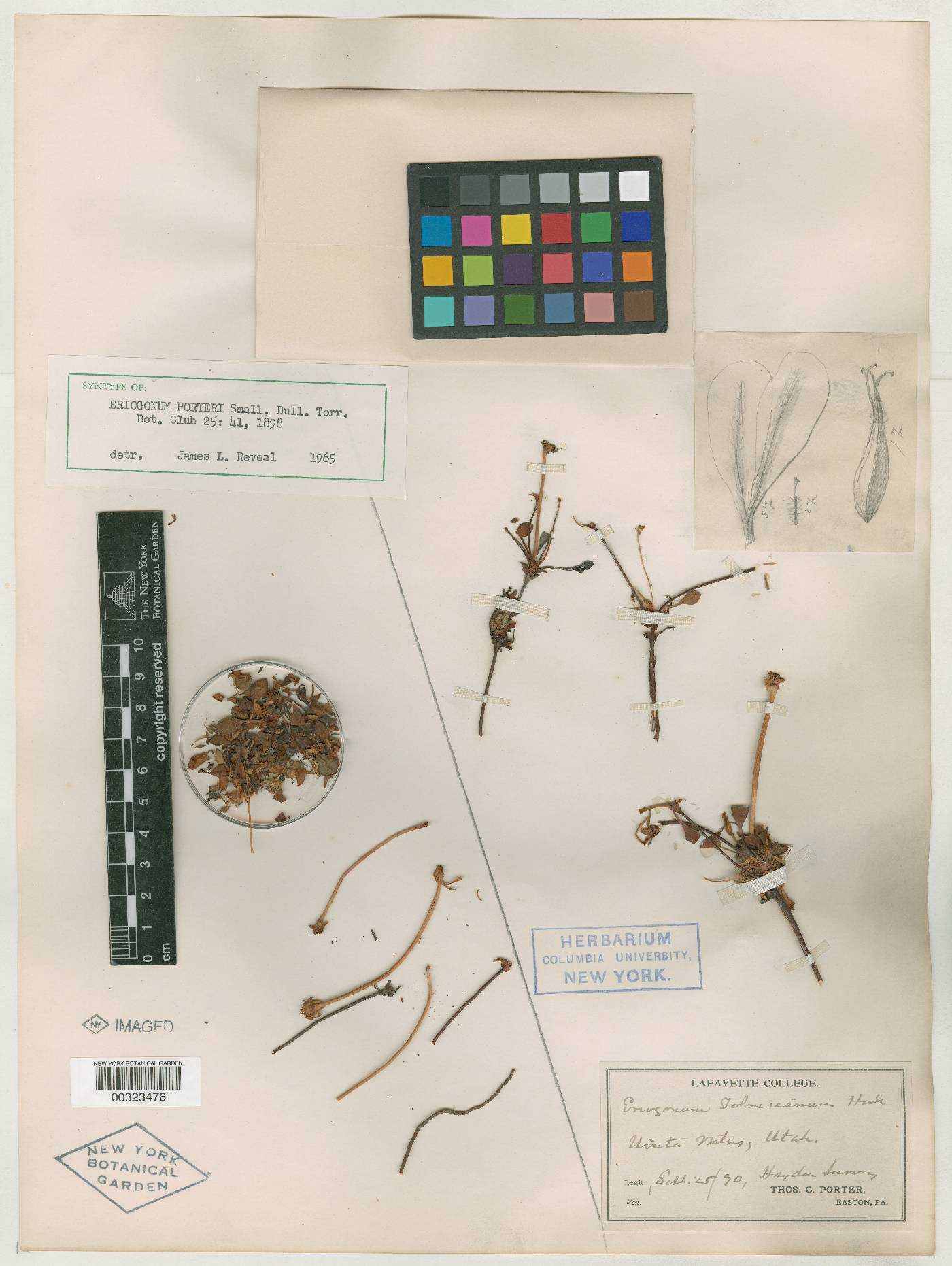 Eriogonum porteri image