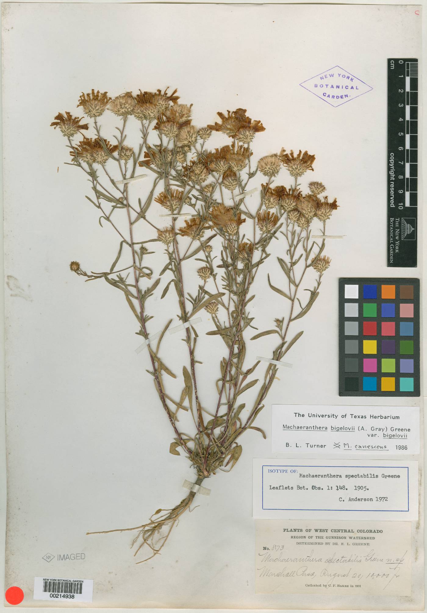 Machaeranthera spectabilis image