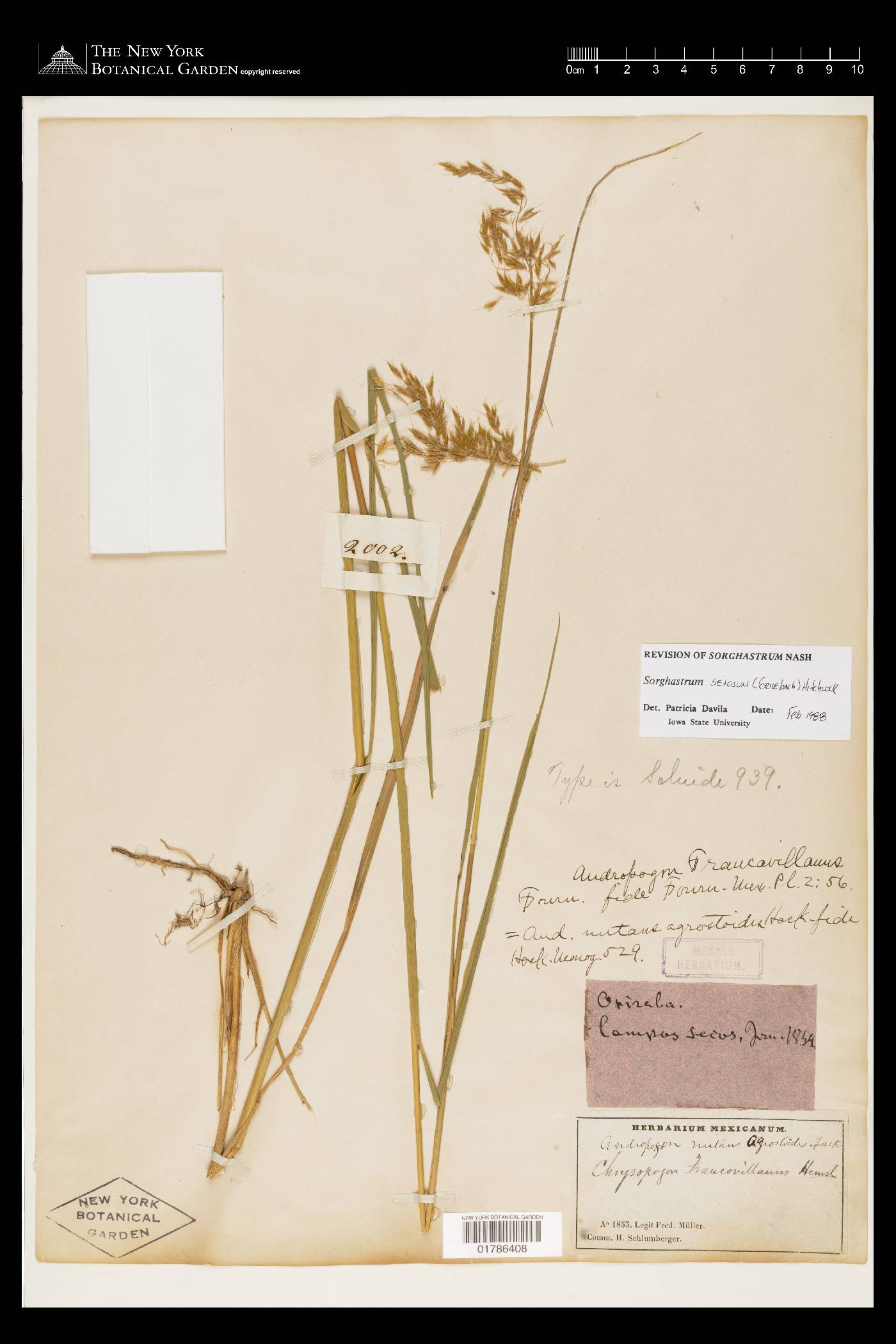 Sorghastrum setosum image