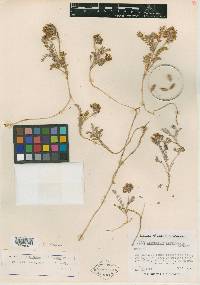 Astragalus pictiformis image
