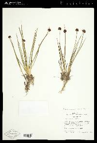 Juncus mertensianus image