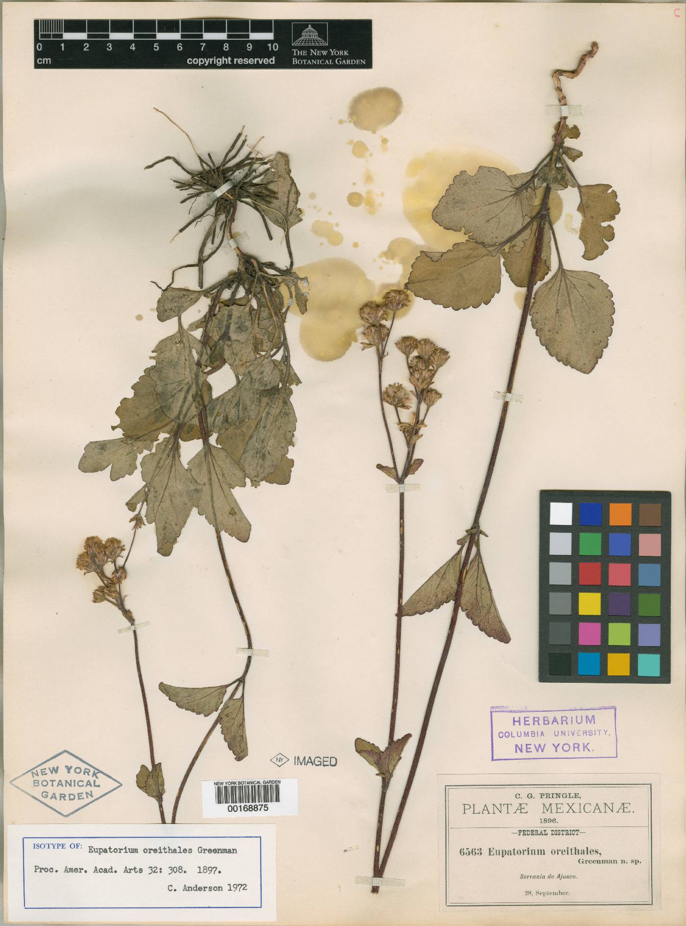 Ageratina oreithales image