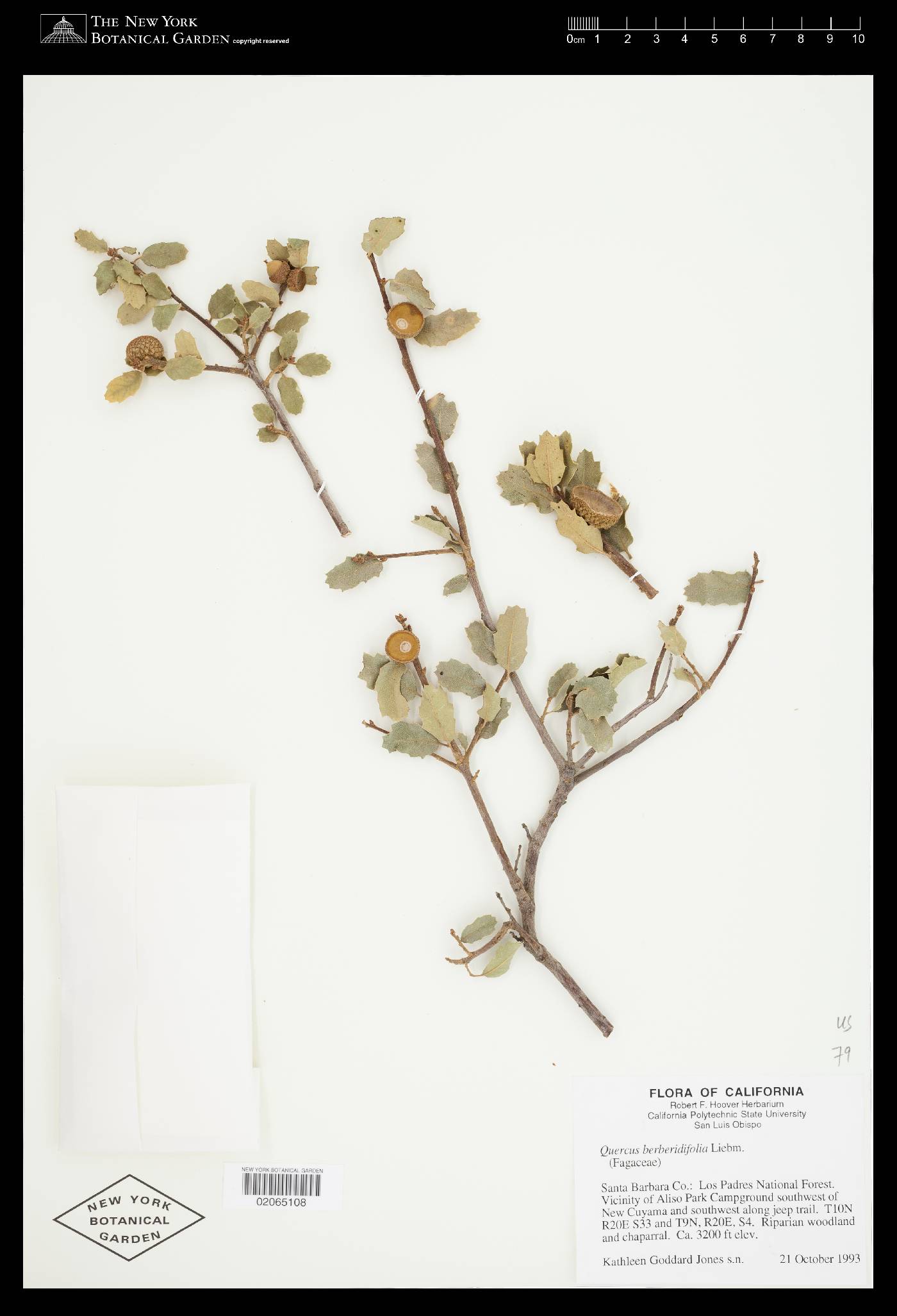 Quercus berberidifolia image