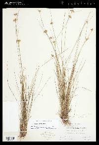 Juncus confusus image