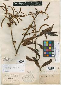 Phoradendron lanceolatum image