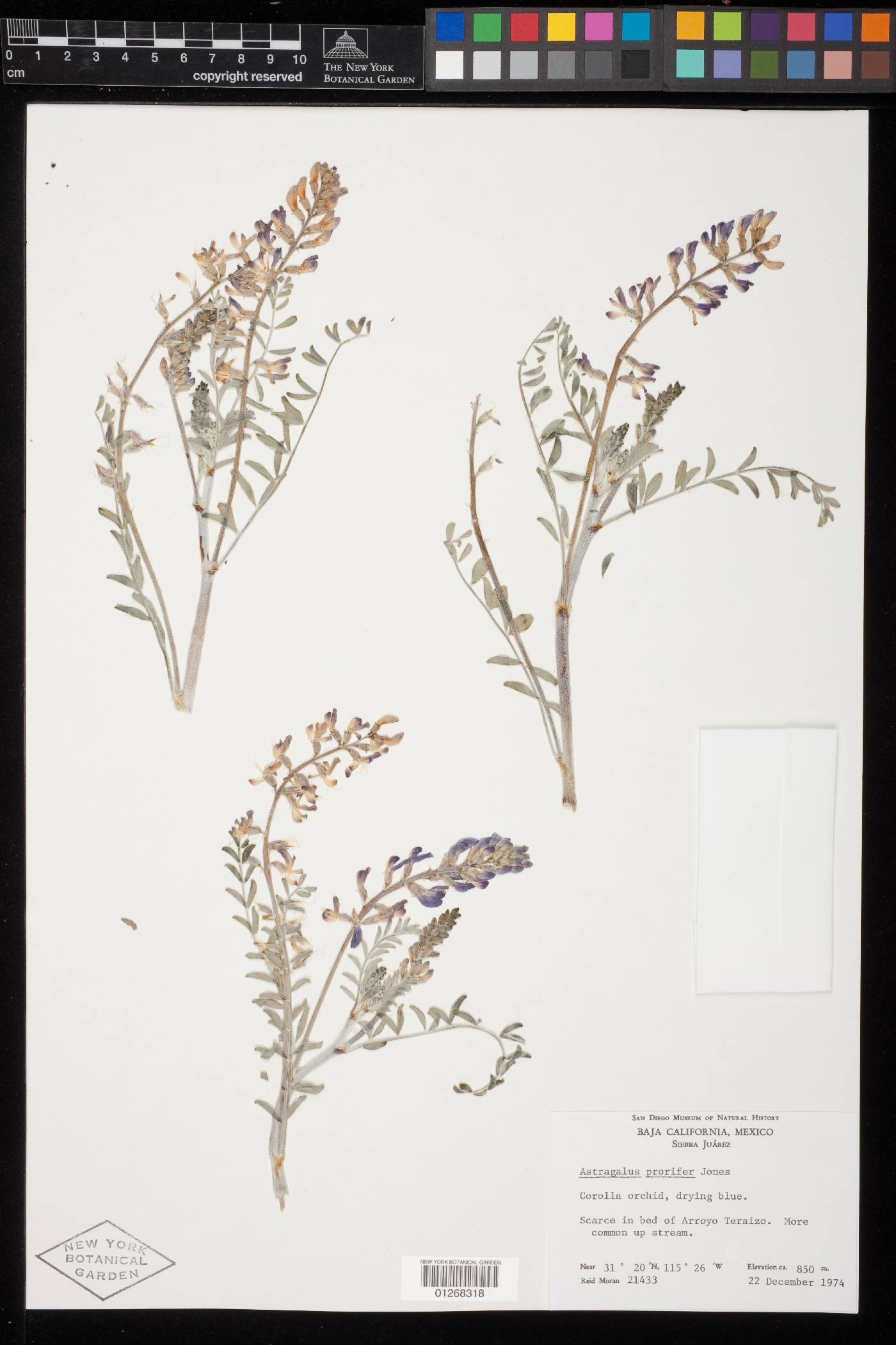 Astragalus prorifer image