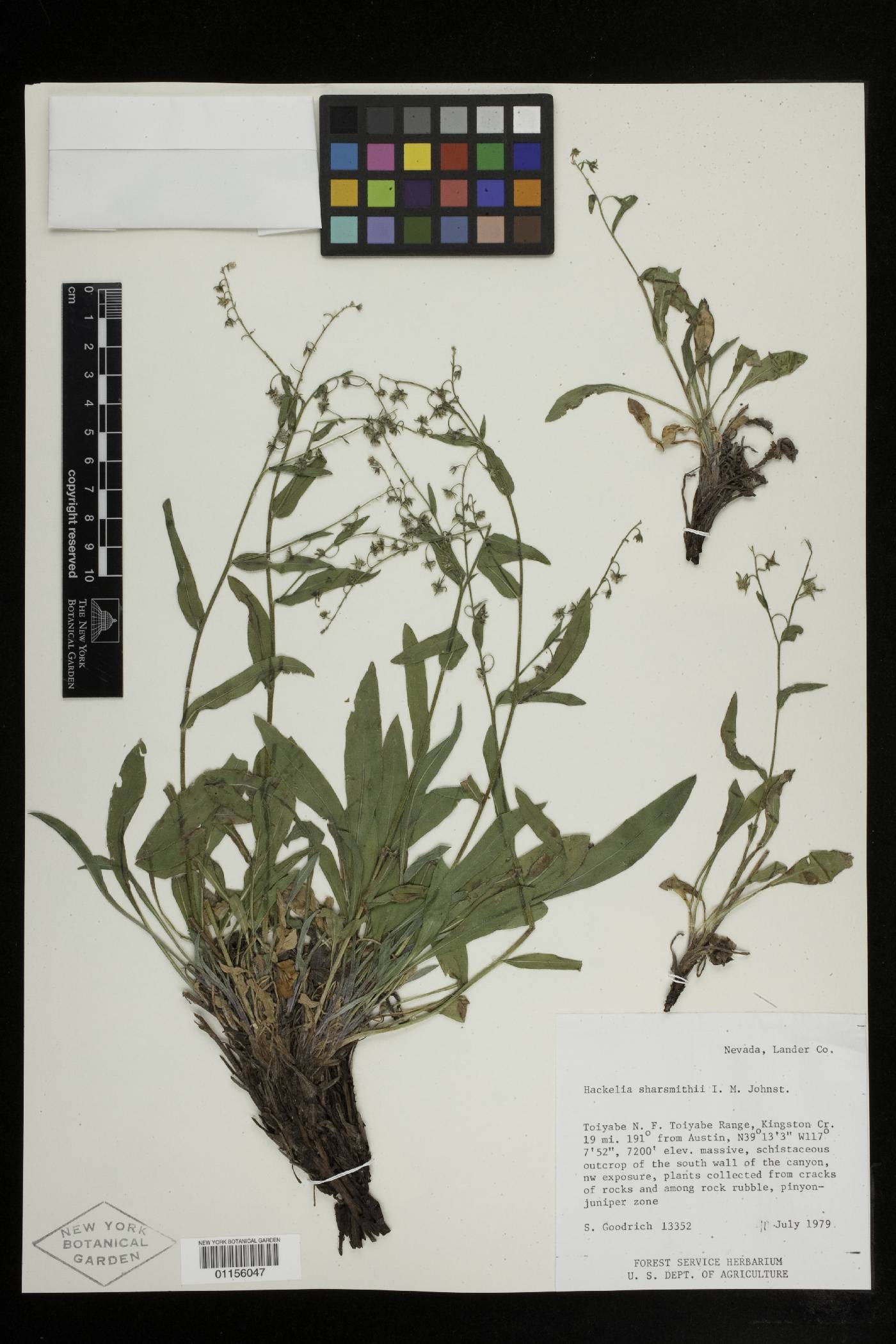 Hackelia sharsmithii image