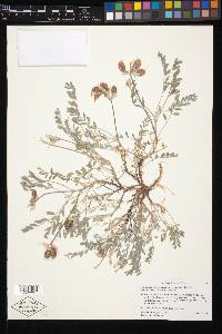 Astragalus missouriensis var. amphibolus image