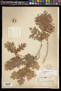 Quercus gambelii image