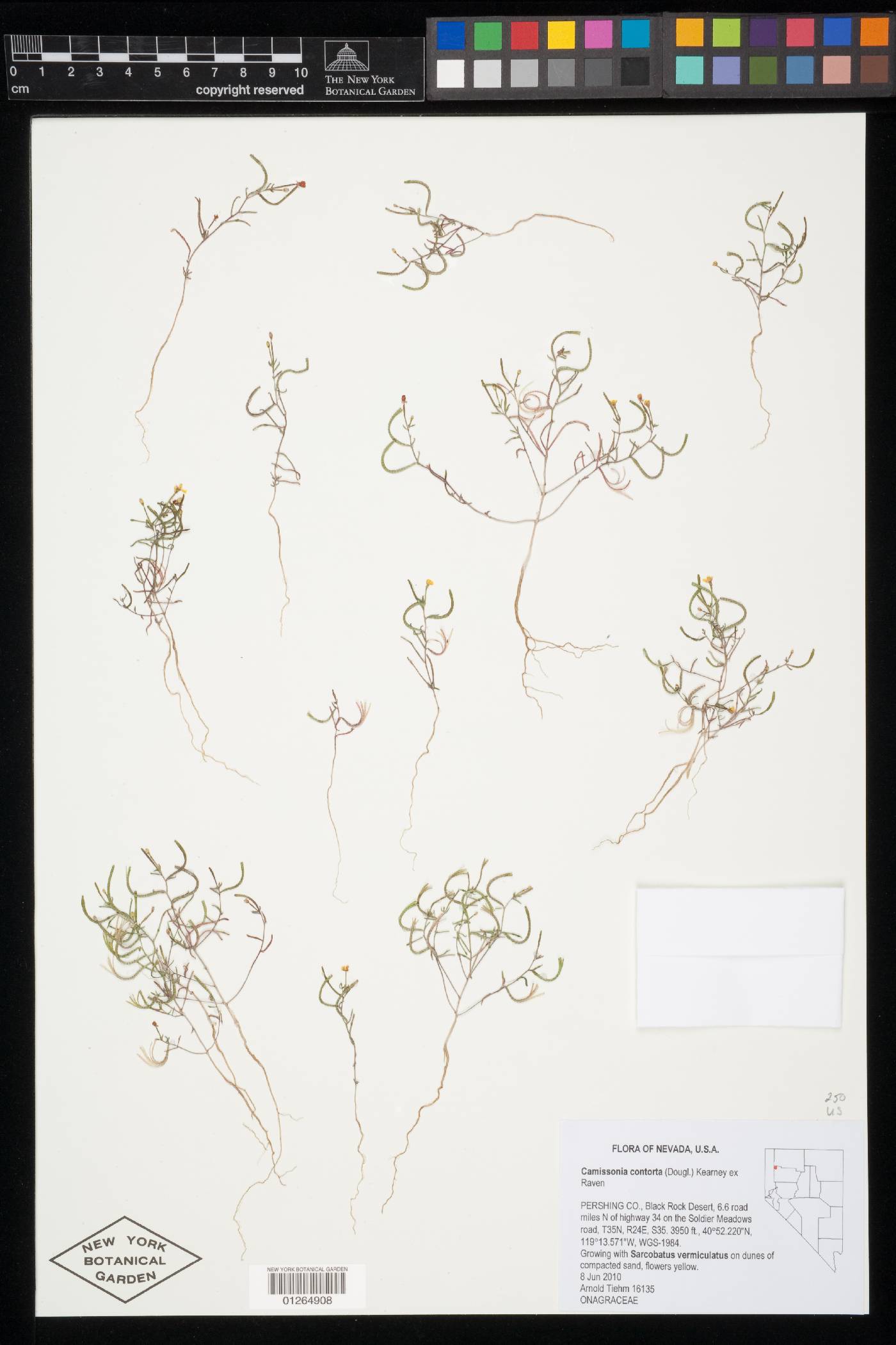 Camissonia contorta image