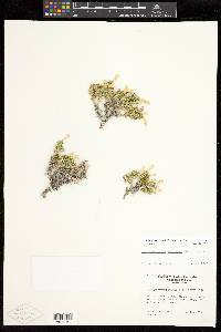 Linanthus watsonii image