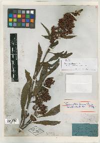 Rumex floridanus image