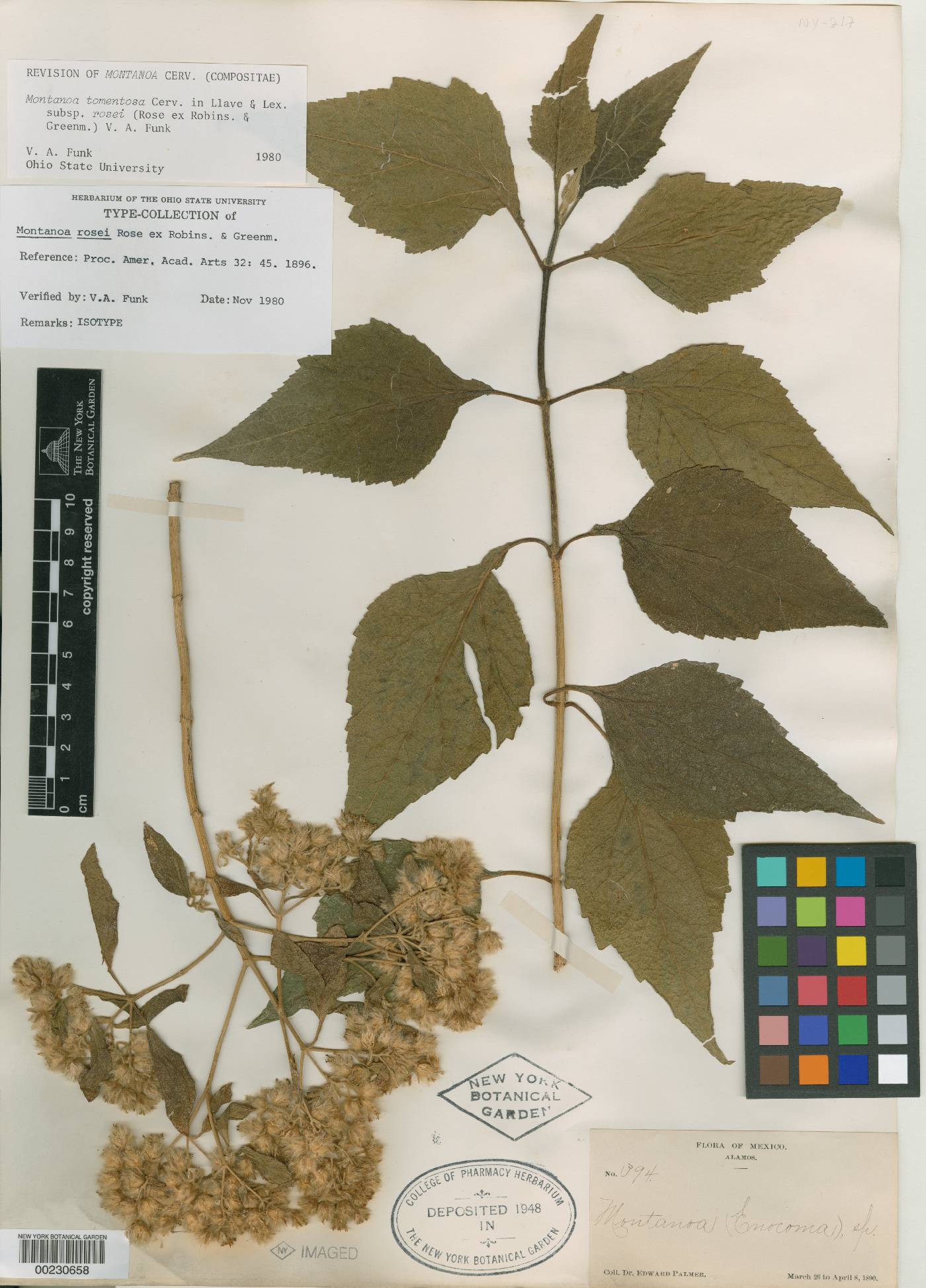 Montanoa tomentosa subsp. rosei image