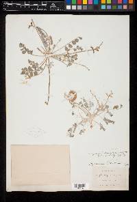 Astragalus tidestromii image