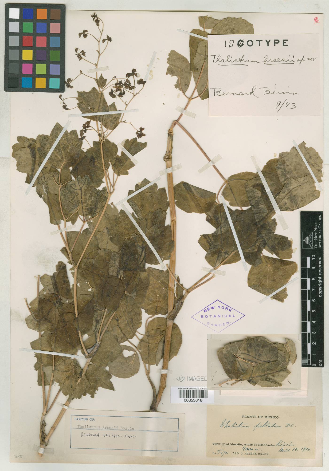 Thalictrum arsenii image