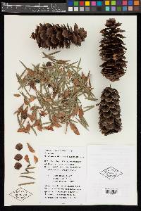 Keteleeria davidiana image