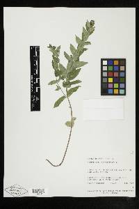 Scutellaria galericulata image