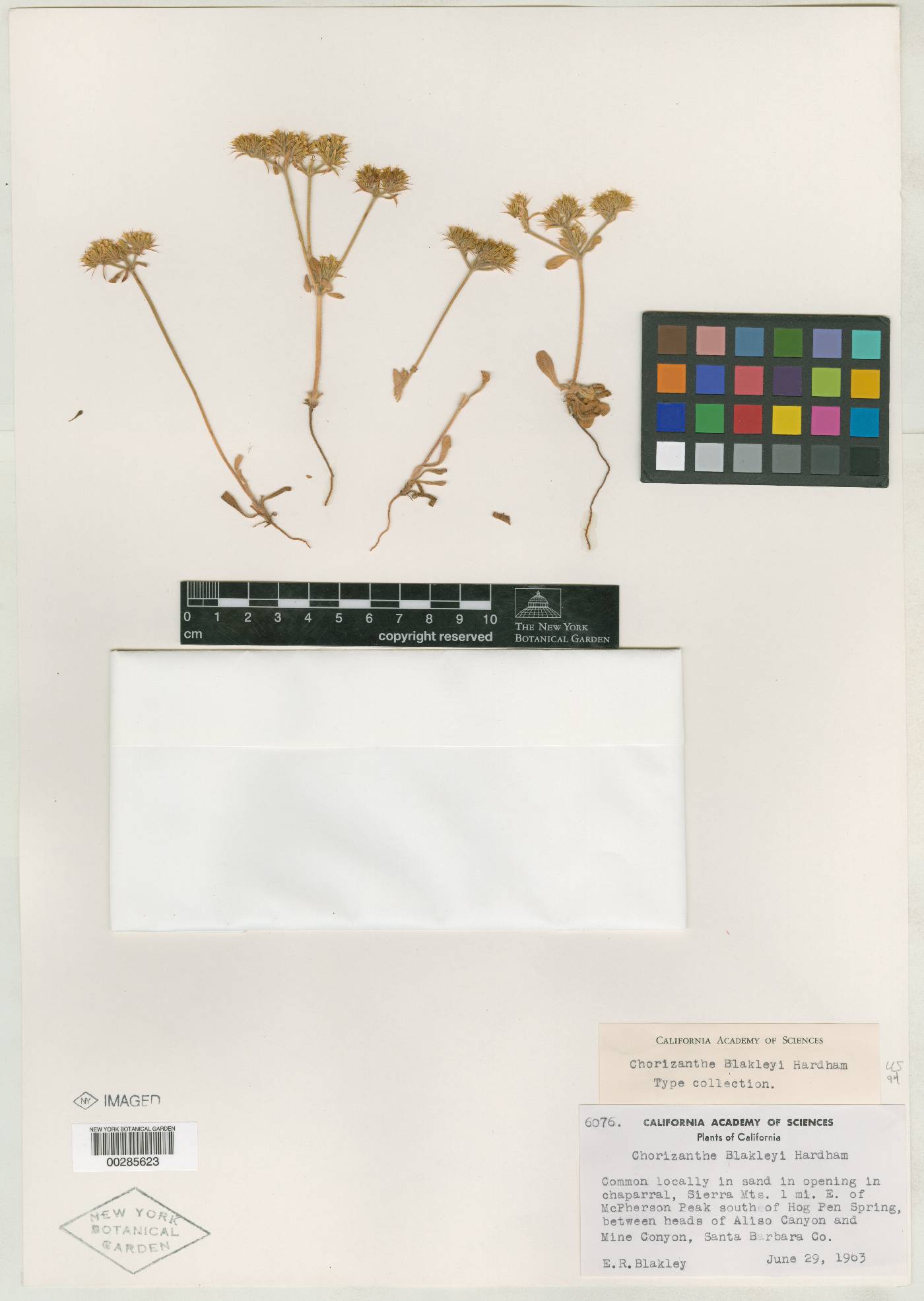 Chorizanthe blakleyi image