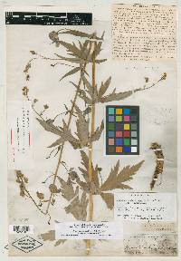 Aconitum glaberrimum image