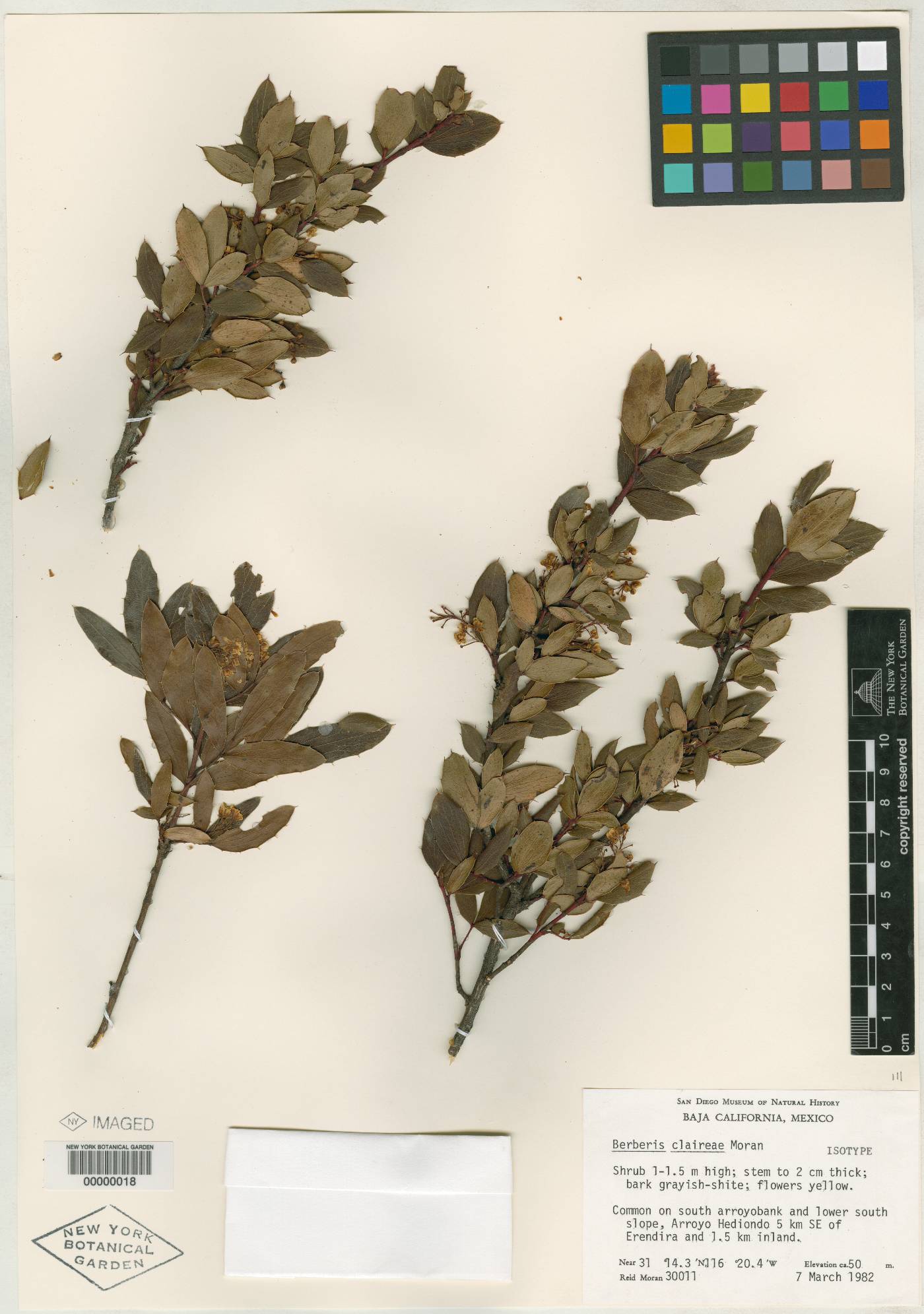 Berberis claireae image