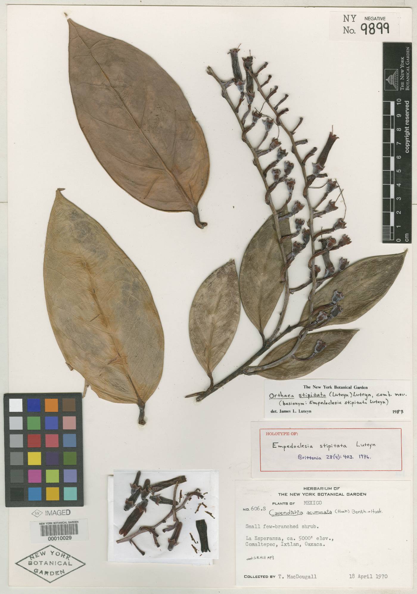 Orthaea stipitata image