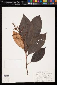 Miconia elata image