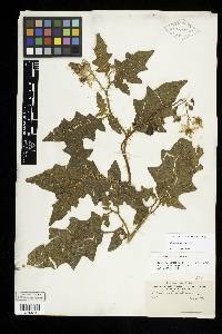 Image Associated With the Occurence