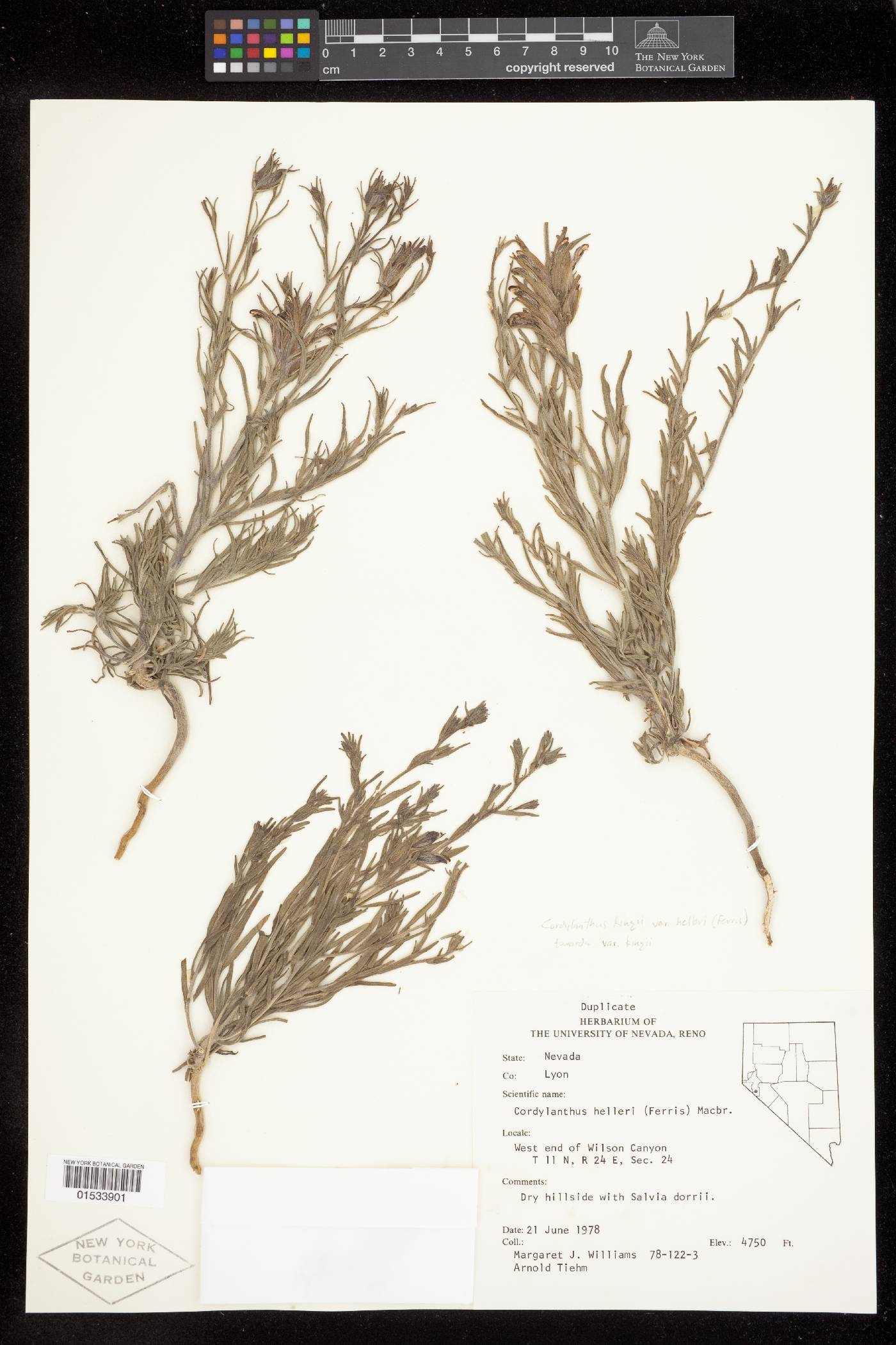 Cordylanthus kingii image