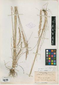 Koeleria macrantha subsp. macrantha image