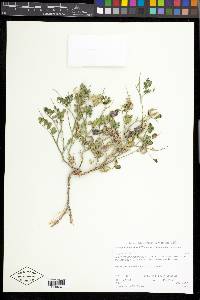 Astragalus iodanthus image