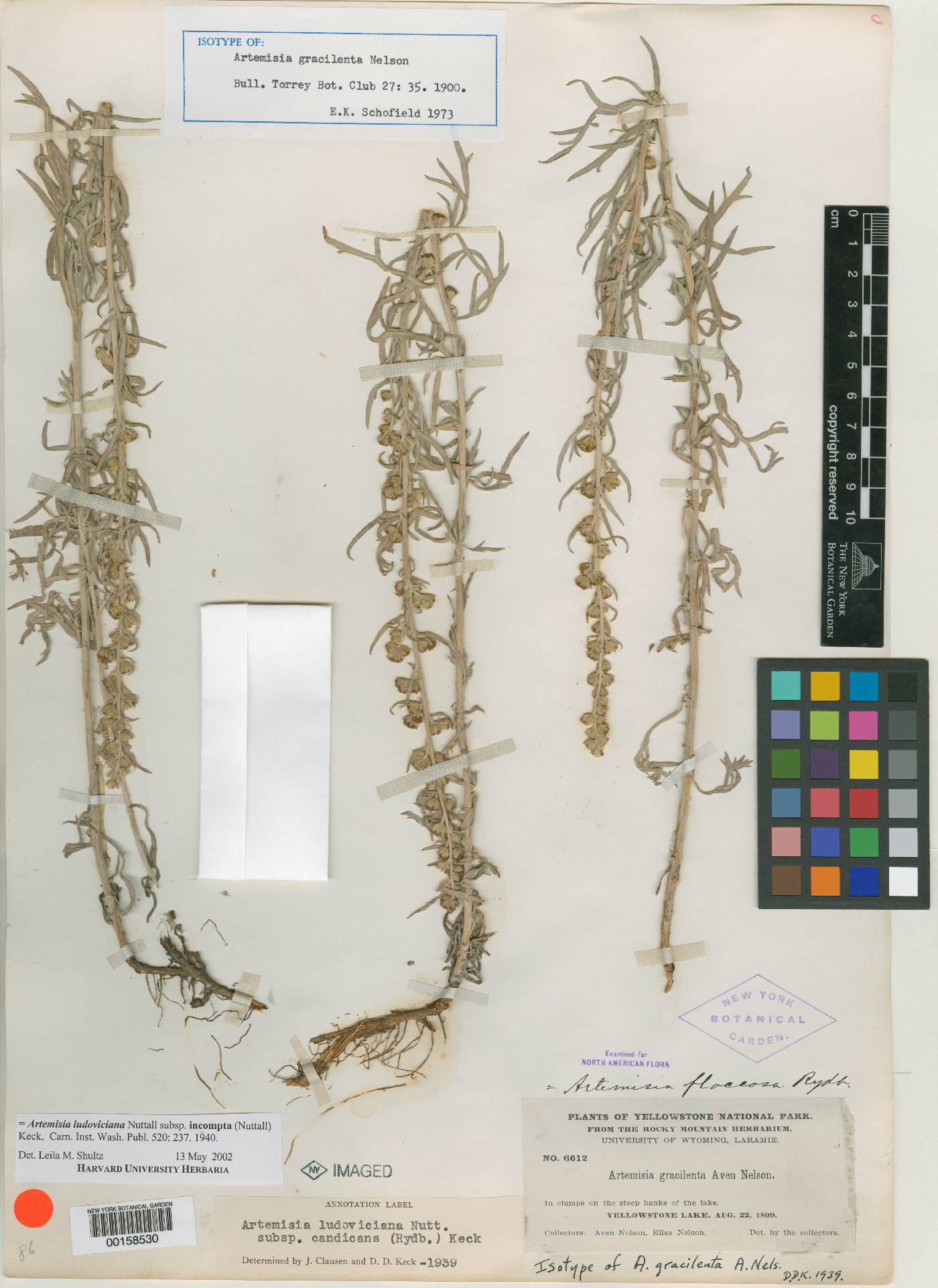 Artemisia ludoviciana subsp. candicans image