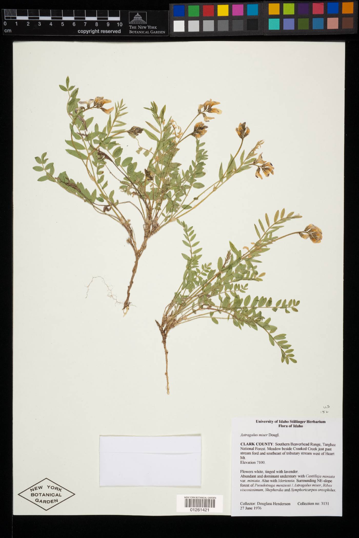 Astragalus miser image