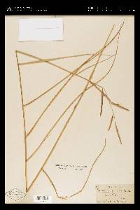 Spartina patens image