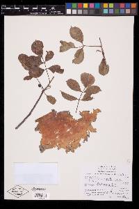 Bursera laurihuertae image