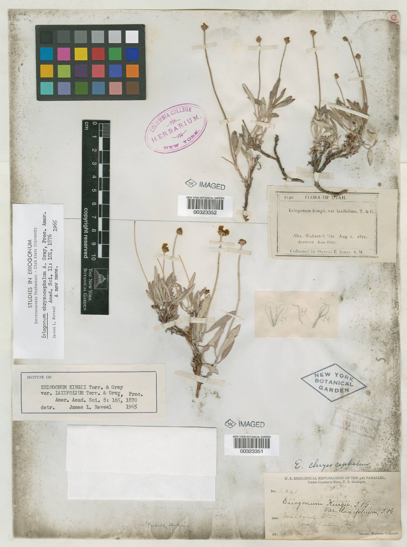 Eriogonum kingii var. laxifolium image