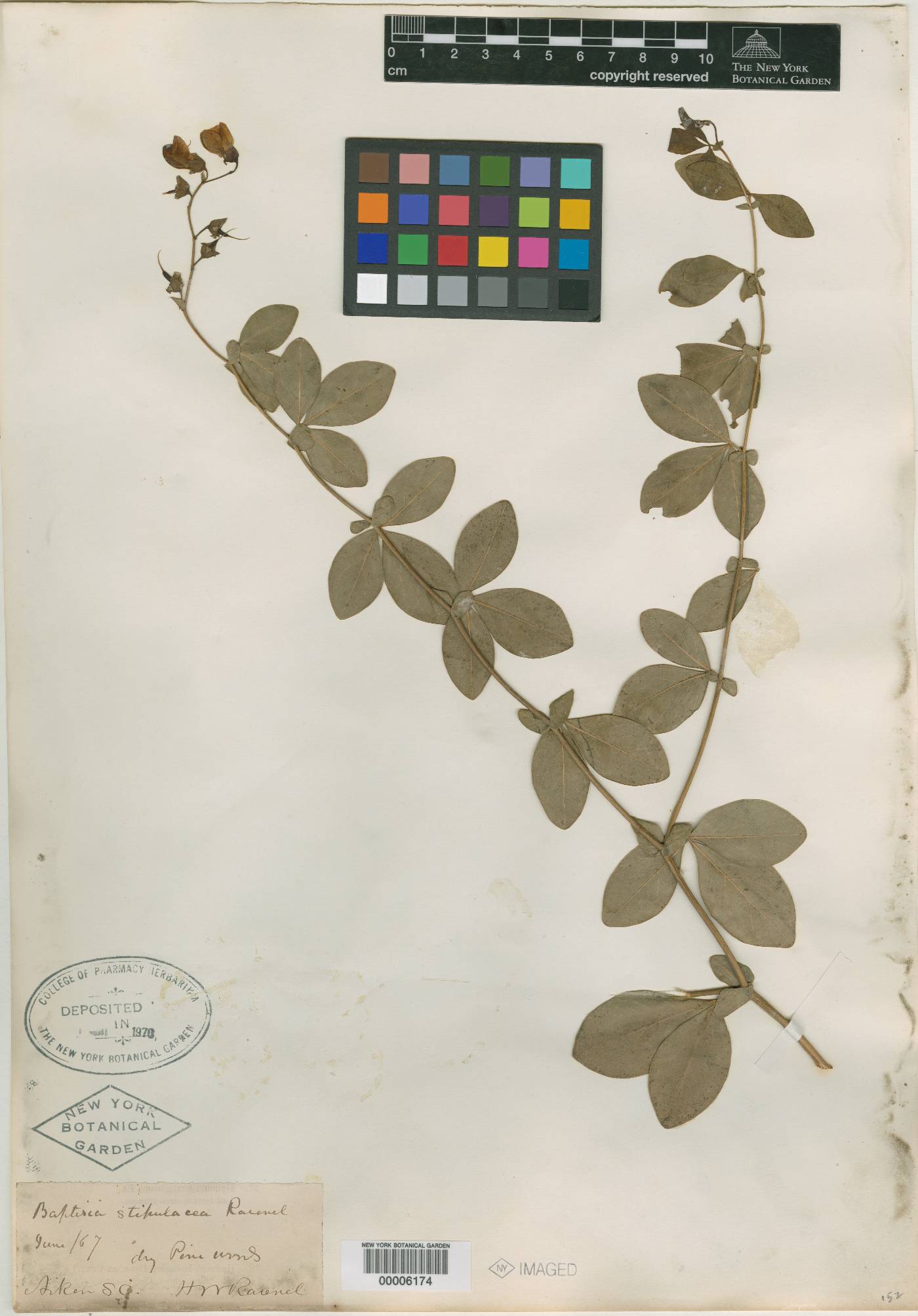 Baptisia stipulacea image