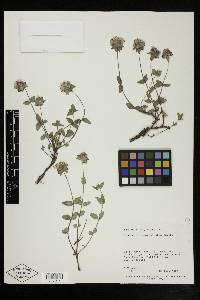 Monardella odoratissima var. odoratissima image