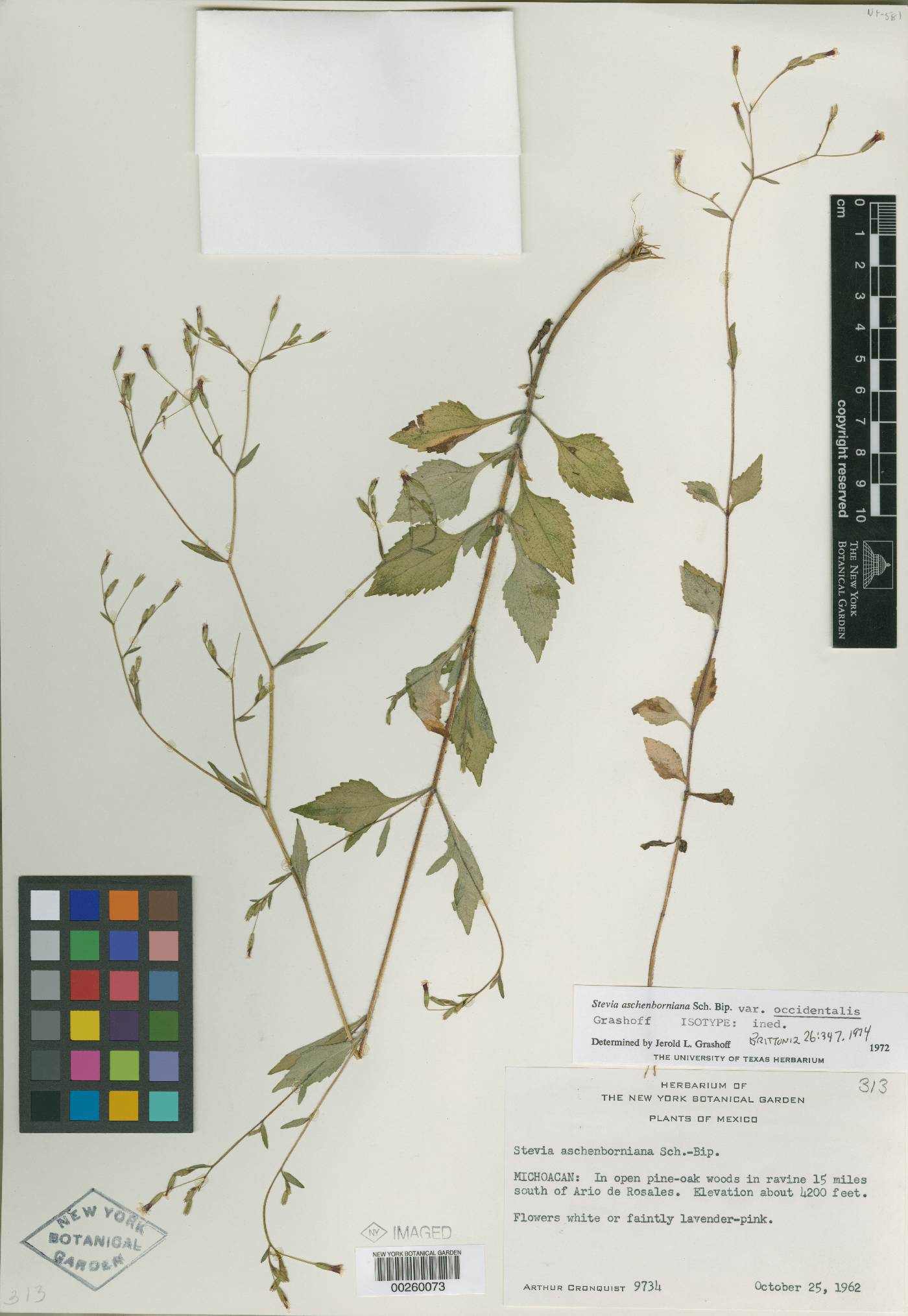 Stevia occidentalis image